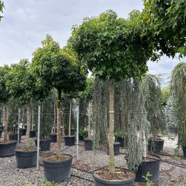 Liquidambar styraciflua 'Gum' (Vitka silhueta)