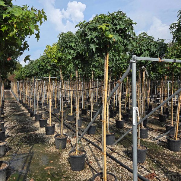 Liquidambar styraciflua 'Gum' (Vitka silhueta)