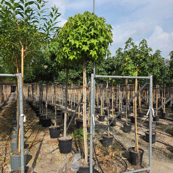 Liquidambar styraciflua 'Gum' (Vitka silhueta)