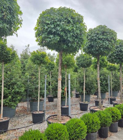 Liquidambar styraciflua 'GUM' LISTGU-I-8051838554205