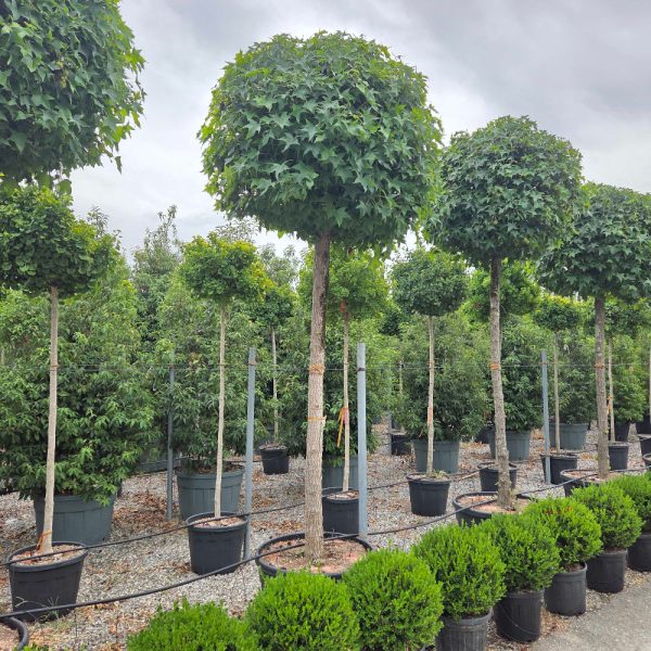 Liquidambar styraciflua 'GUM' LISTGU-I-8051838554205