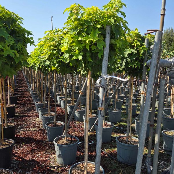 Liquidambar styraciflua ´Gumball´ (Kroglasti ambrovec)