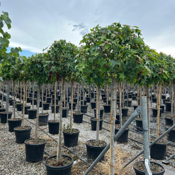 Liquidambar styraciflua ´Gumball´ (Kroglasti ambrovec)