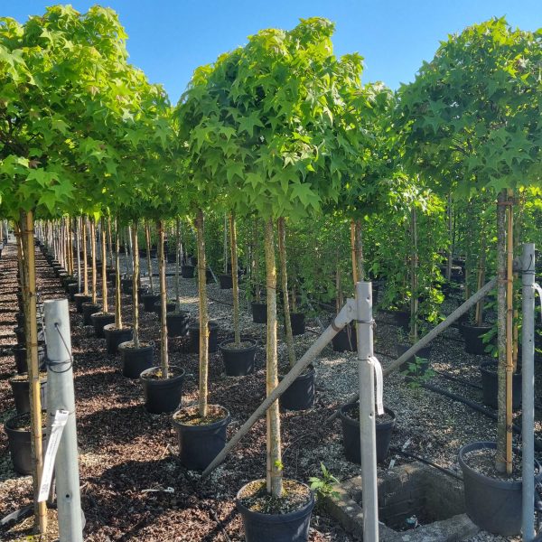 Liquidambar styraciflua ´Gumball´ (Kroglasti ambrovec)