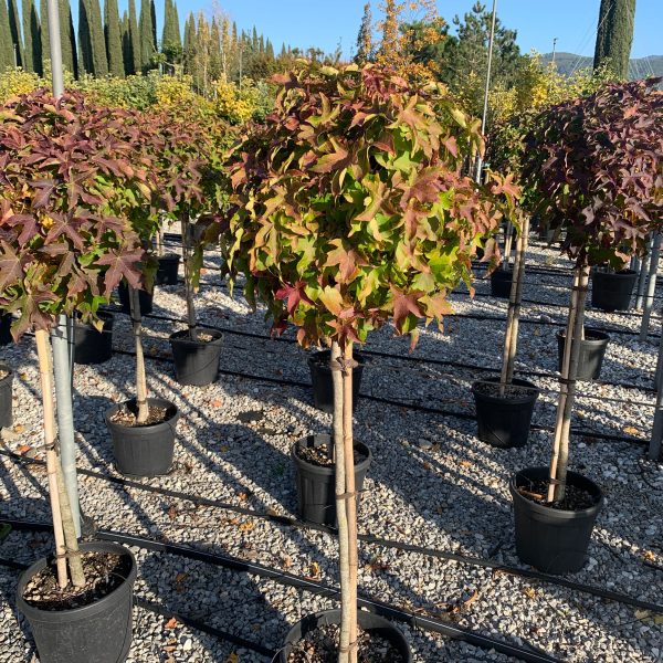 Liquidambar styraciflua ´Gumball´ (Kroglasti ambrovec)