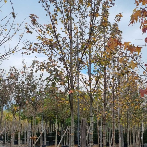 Liquidambar styraciflua 'Worplesdon' (Ambrovec)