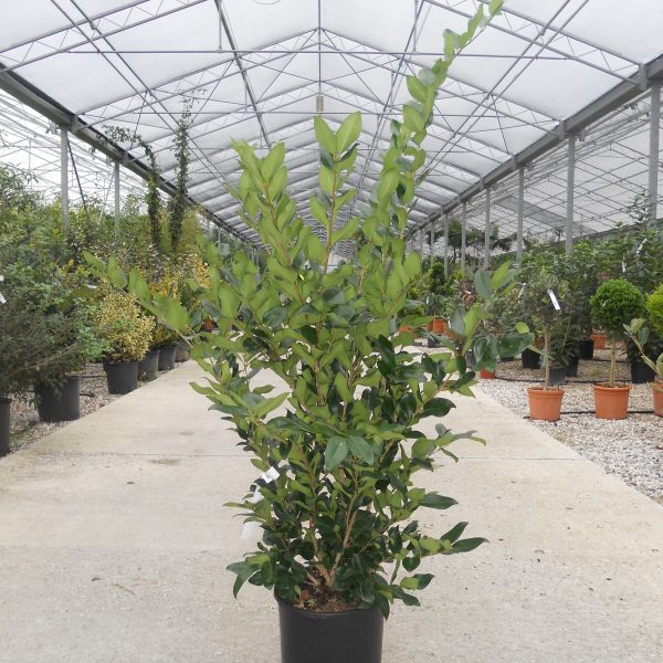 Ligustrum Texanum (Liguster Texanum)