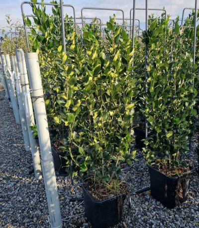 Ligustrum texanum LITEBAR-I-8051838277913
