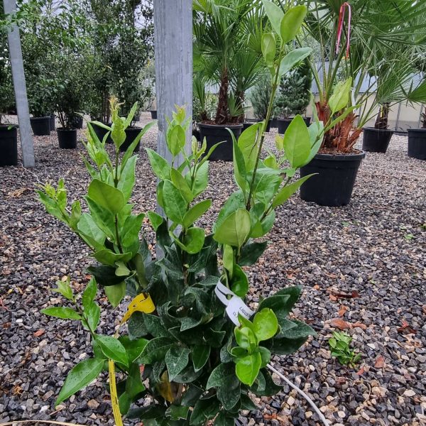 Ligustrum texanum 'FASTIGIATA'