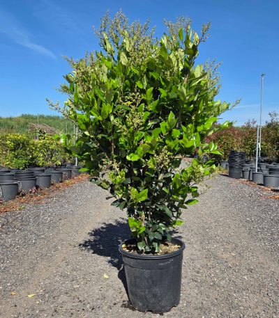 Ligustrum texanum 'FASTIGIATA' LITEFA-I-8051838416251