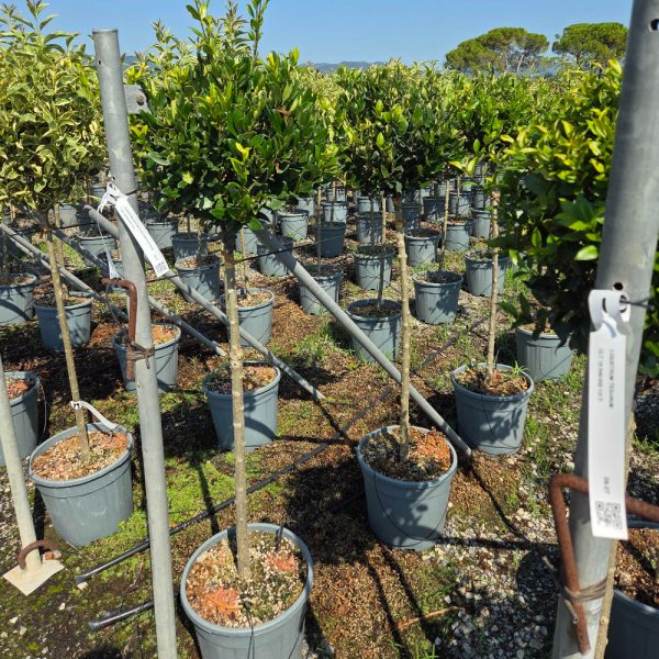 Ligustrum Texanum (Liguster Texanum na steblu)