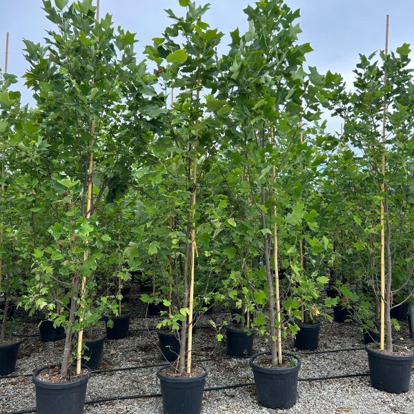 Liriodendron tulipifera (Tulipanovec)