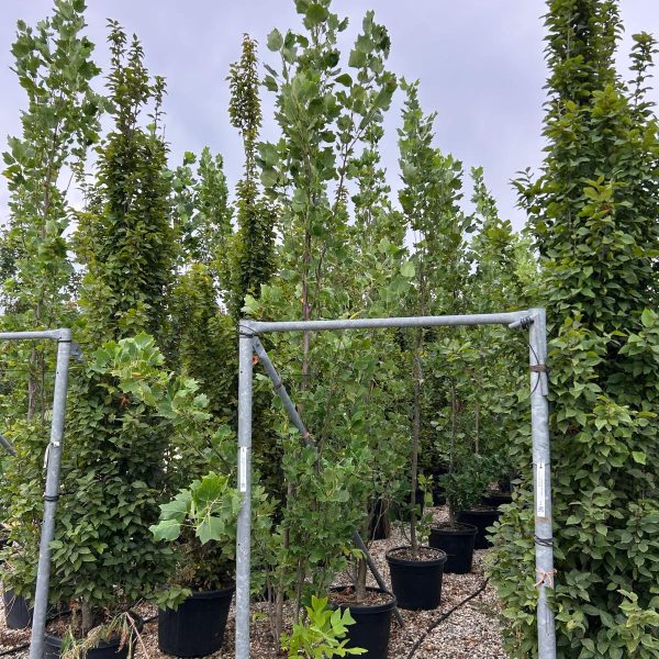 Liriodendron tulipifera 'Fastigiata' (Stebrasti tulipanovec)