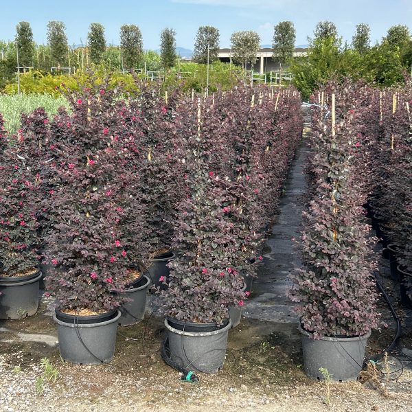 Loropetalum chi. 'Black Pearl' (Loropetalum bariera STOŽEC)