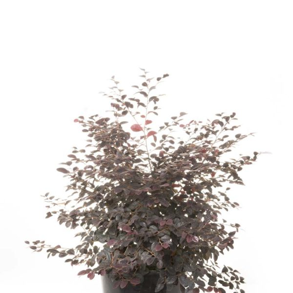 Loropetalum chi. 'Black Pearl' (Loropetalum bariera STOŽEC)