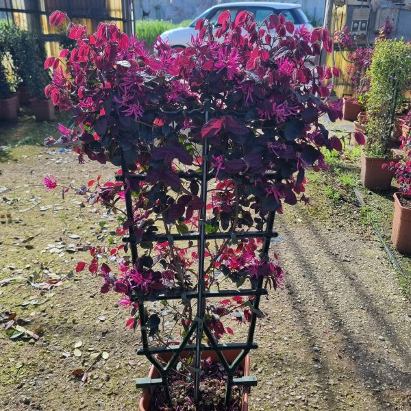 Loropetalum chinense 'Black Pearl' (Loropetalum špalir)