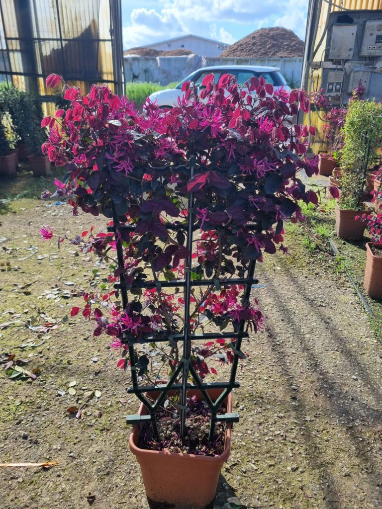 Loropetalum chinense 'Black Pearl' (Loropetalum špalir)