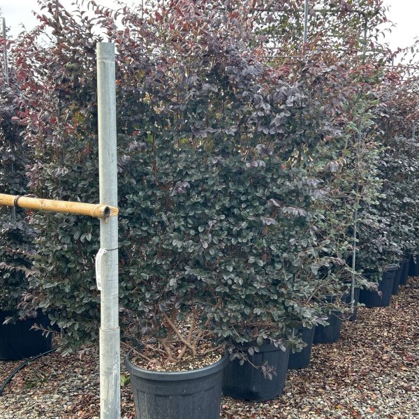 Loropetalum chinense 'Black Pearl' (Loropetalum špalir)