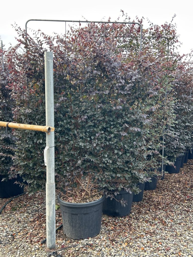 Loropetalum chinense 'Black Pearl' (Loropetalum špalir)