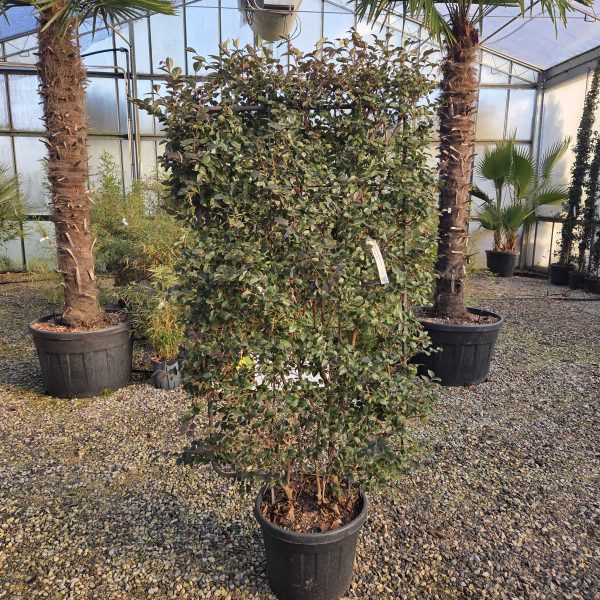 Loropetalum chinense 'Black Pearl' (Loropetalum špalir)