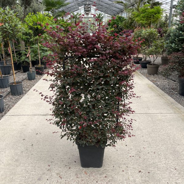 Loropetalum chinense 'Black Pearl' (Loropetalum špalir)