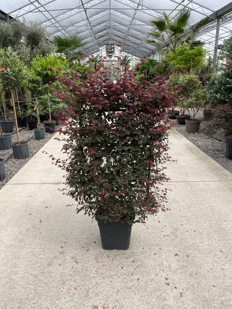 Loropetalum chinense 'Black Pearl' (Loropetalum špalir)