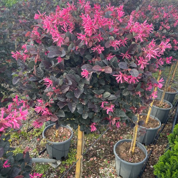 Loropetalum chinense 'Black Pearl' (Loropetalum na steblu)