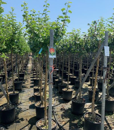 Malus communis 'FUJI' MACOFUST-I-8051838526585