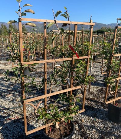 Malus communis 'GOLDEN DELICIOUS' MACOGODEBAR-I-8051838681864
