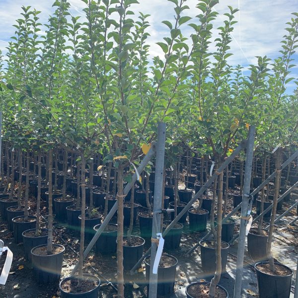 Malus communis 'REINETTE DU CANADA' MACOREDUCAST-I-8051838526677