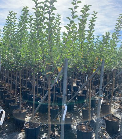 Malus communis 'REINETTE DU CANADA' MACOREDUCAST-I-8051838526677