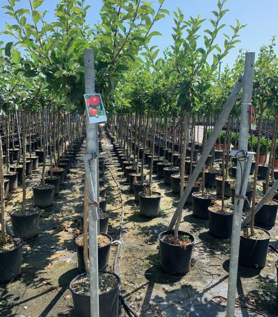 Malus communis 'ROYAL GALA' MACOROGAST-I-8051838526684