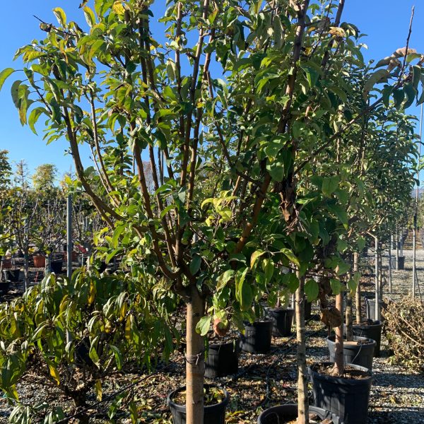 Malus communis 'STARKING' MACOSTST-I-8051838534757