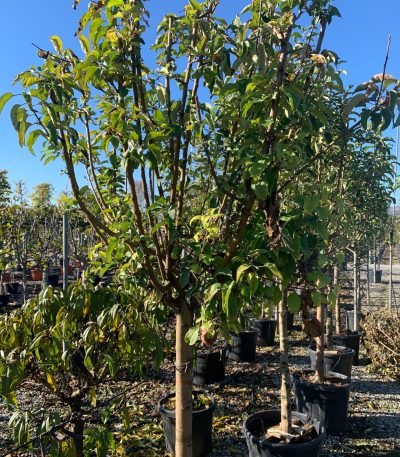 Malus communis 'STARKING' MACOSTST-I-8051838534757