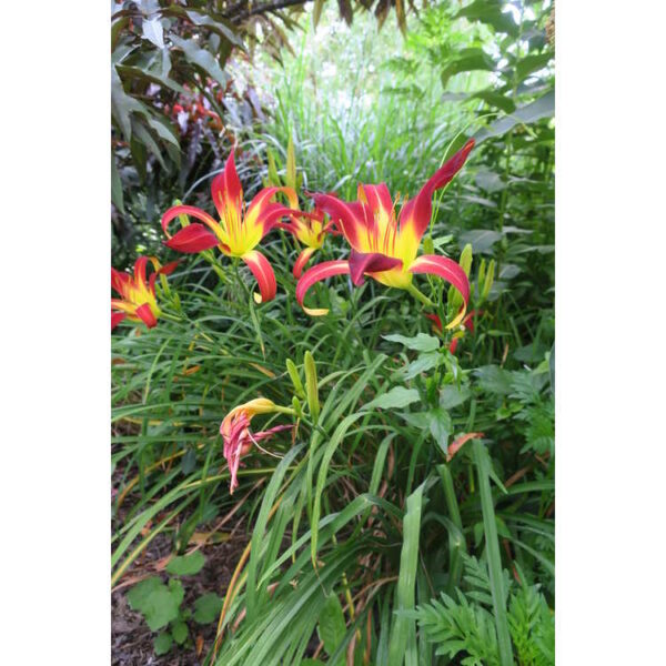 Hemerocallis 'Stoplight' Maslenica; enodnevna lilija