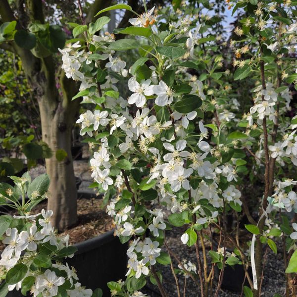 Malus 'Evereste' (Okrasna jablana)