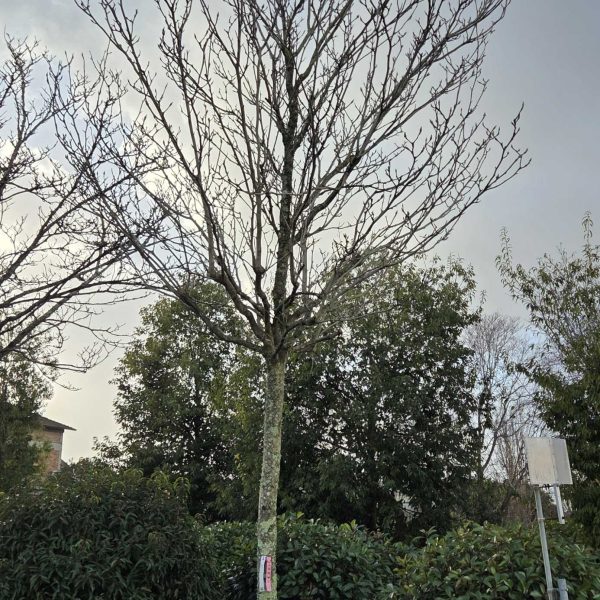 Magnolia 'Galaxy' (Magnolija)