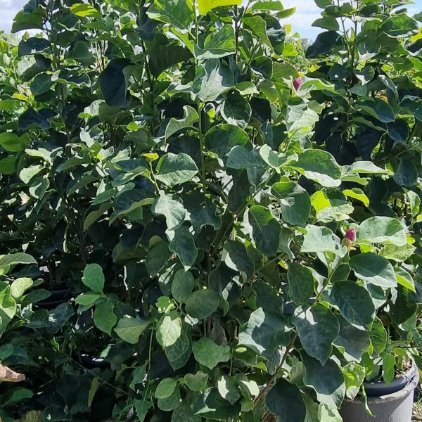Magnolia 'Genie' (Magnolija)
