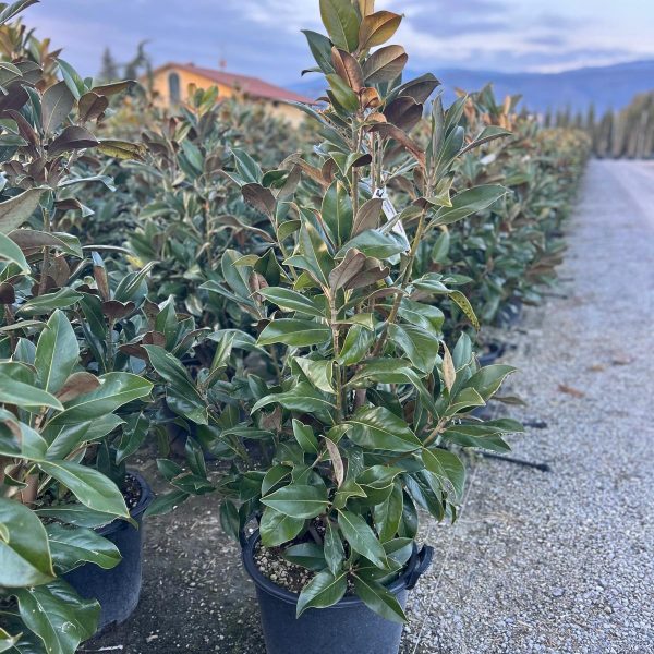 Magnolia grandiflora 'Gallisoniensis' (Velecvetna magnolija)