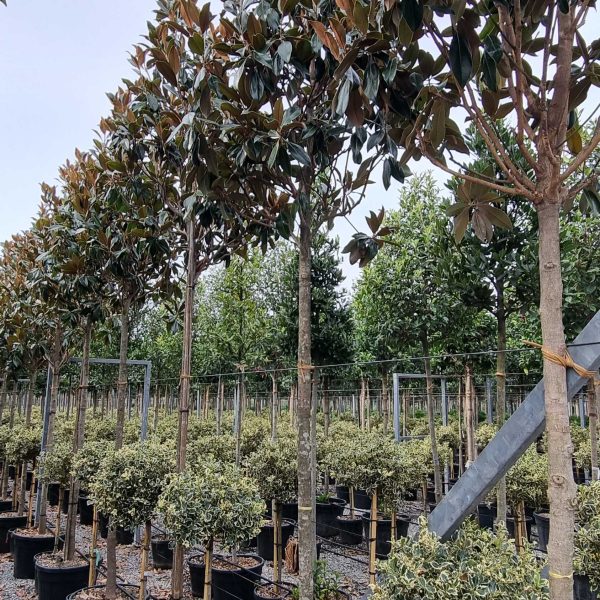 Magnolia grandiflora 'Gallisoniensis' (Velecvetna magnolija)