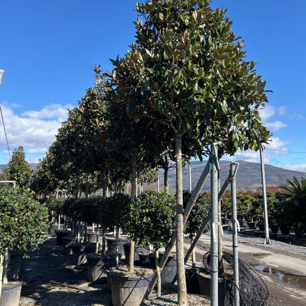 Magnolia grandiflora 'Gallisoniensis' (Velecvetna magnolija)