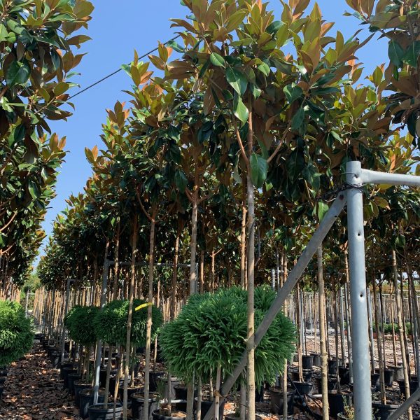 Magnolia grandiflora 'Gallisoniensis' (Velecvetna magnolija)