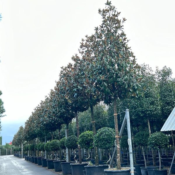 Magnolia grandiflora 'Gallisoniensis' (Velecvetna magnolija)