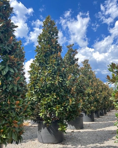 Magnolia grandiflora 'Gallisoniensis' (Velecvetna magnolija)