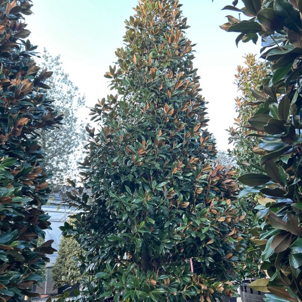 Magnolia grandiflora 'Gallisoniensis' (Velecvetna magnolija)