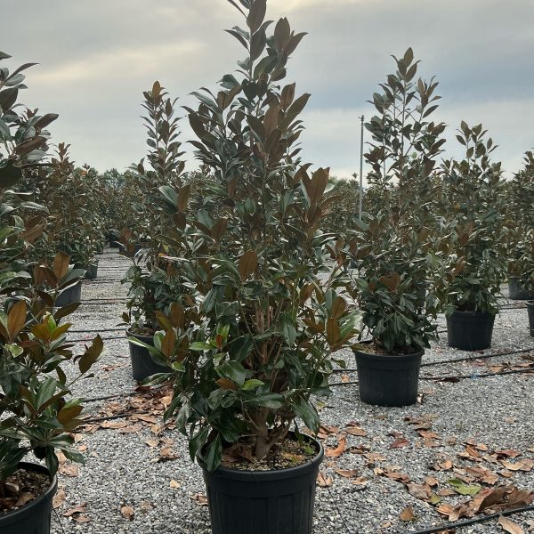 Magnolia grandiflora 'Gallisoniensis' (Velecvetna magnolija)