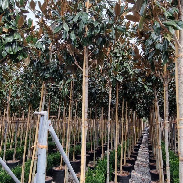 Magnolia grandiflora 'Gallisoniensis' (Velecvetna magnolija)
