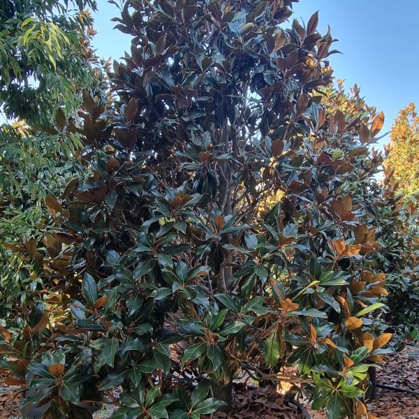 Magnolia grandiflora 'Gallisoniensis' (Velecvetna magnolija)