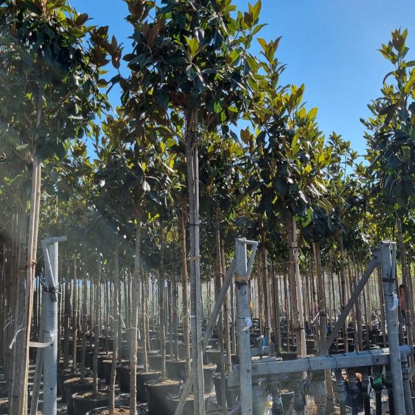 Magnolia grandiflora 'Gallisoniensis' (Velecvetna magnolija)
