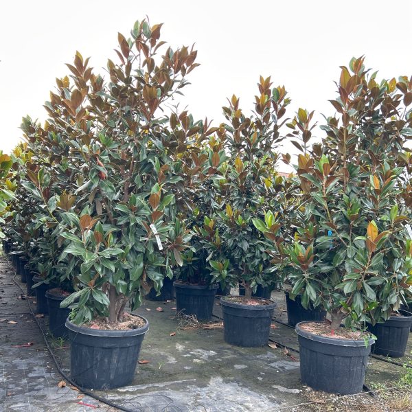 Magnolia grandiflora 'Gallisoniensis' (Velecvetna magnolija)